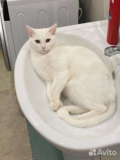 Отдам кошек в добрые руки