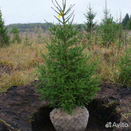 Саженцы Сибирской Ели