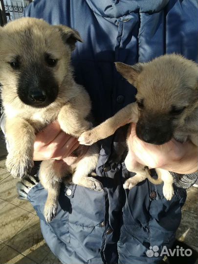 Щенки