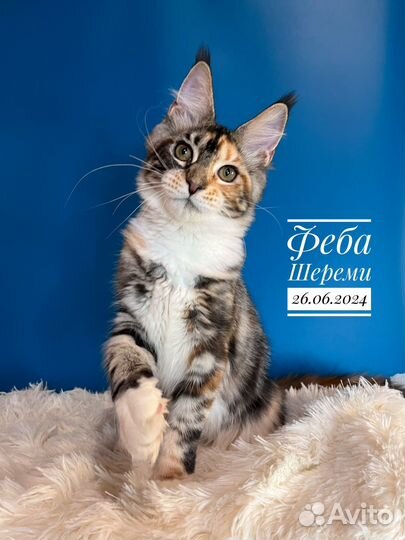 Котята мейн кун