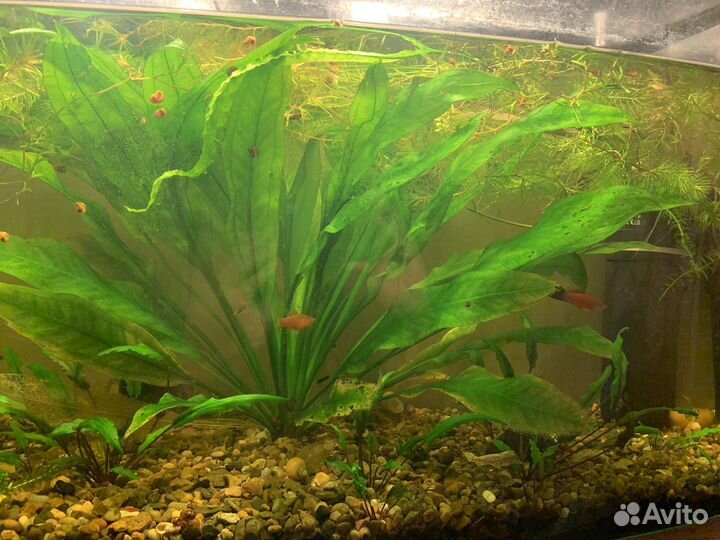 Аквариум,рыбки,растения,декорации