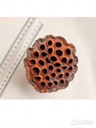 Лотос сухоцвет