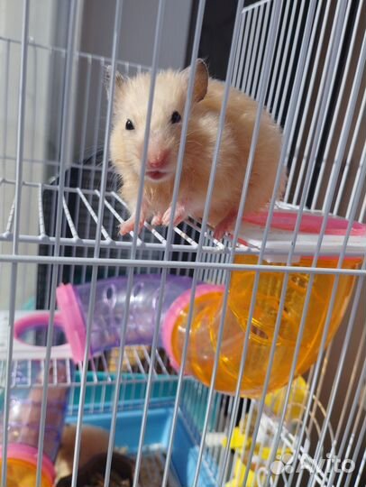 Сирийский хомяк бесплатно с клеткой