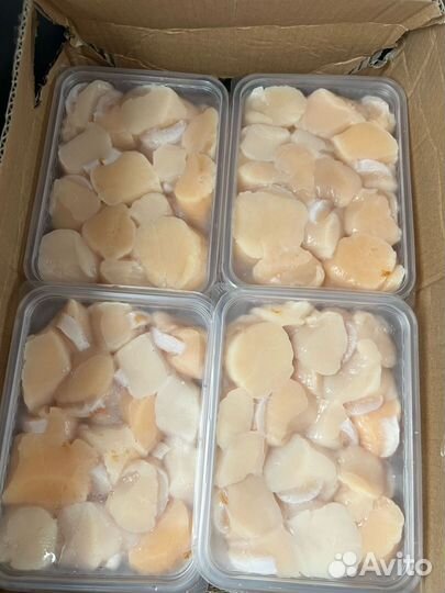 Морской гребешок