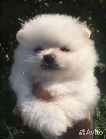 Померанский шпиц