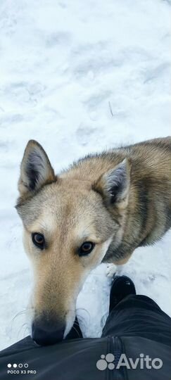 Западно-сибирская лайка вязка