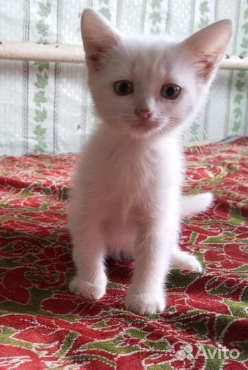 Котенок