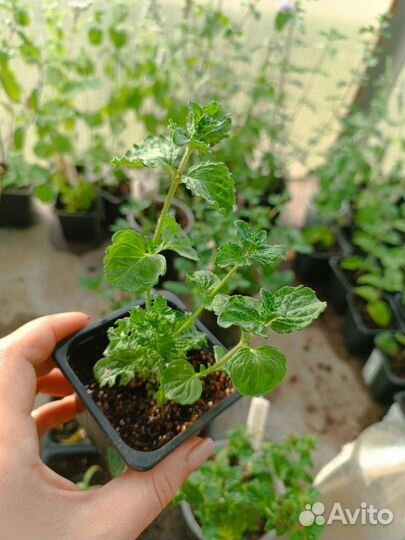 Мята сортовая