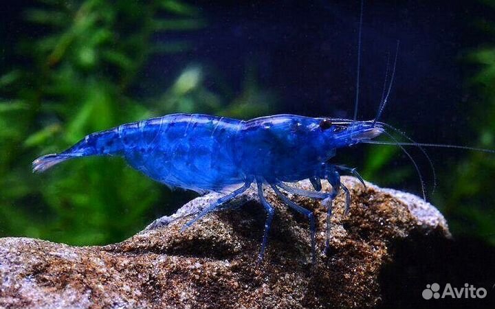 Креветки синие