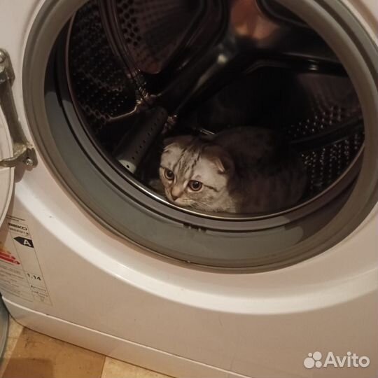 Вязка с шотландским котом