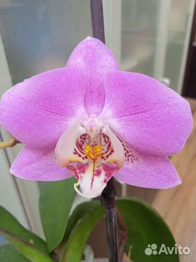 Орхидея фаленопсис