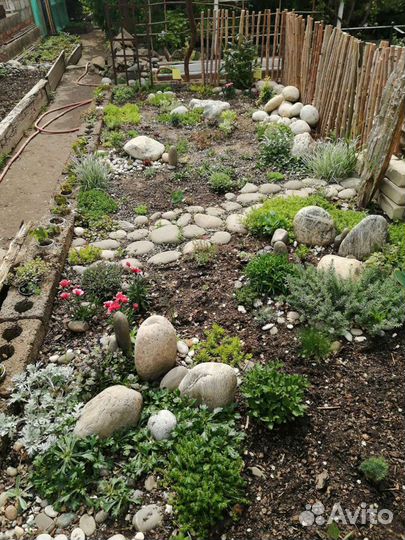 Садовые растения