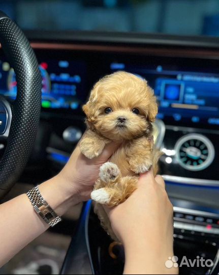 Мальтипу микро