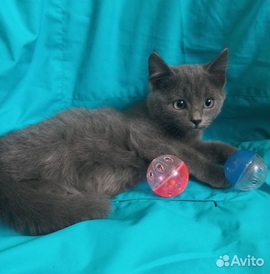 Котенок девочка