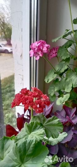 Герани, кислица, сенполии, и др