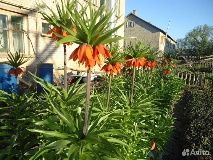 Рябчик императорский-царская корона Луковицы