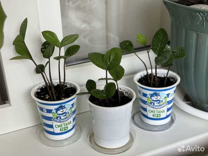 Замиокулькас (долларовое)