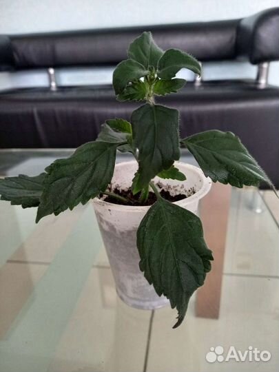 Плектрантус, домашняя сирень