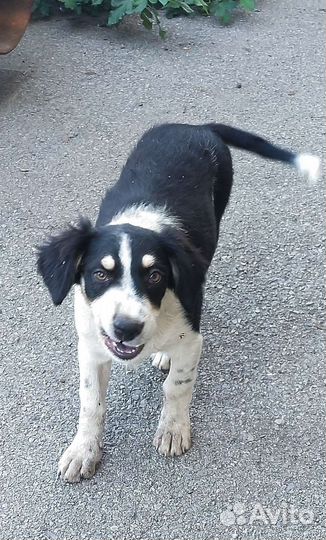 Щенок в добрые руки