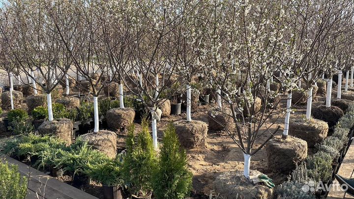 Саженцы Алыча Кубанская Комета