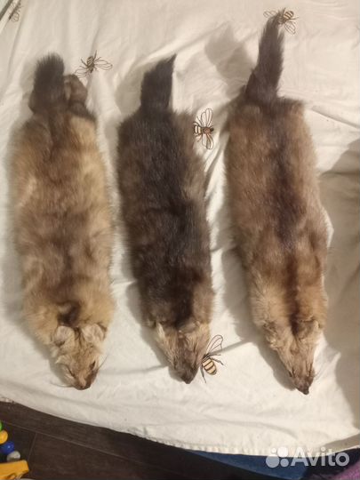 Шкурка соболя