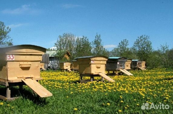 Мед натуральный из Алтая опт