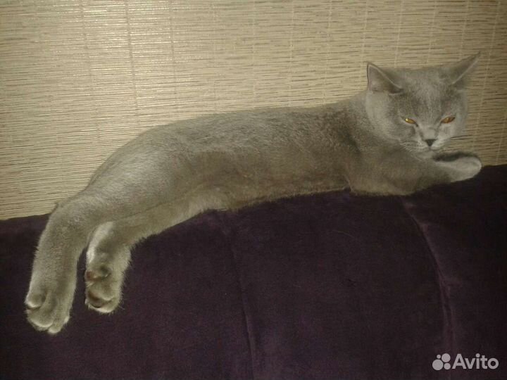 Британская