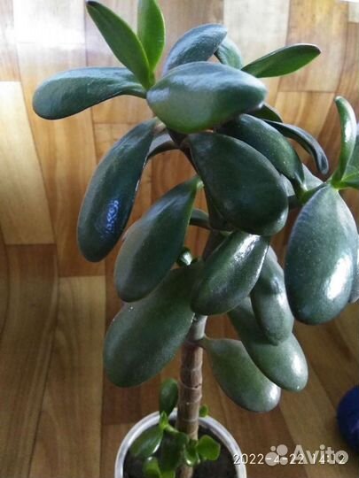 Денежное дерево - толстянка