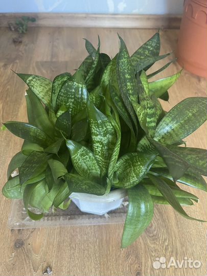 Сансевиерия