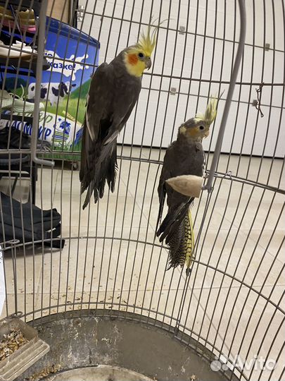 Попугай корелла