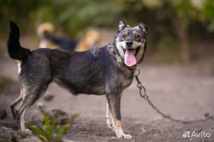 Собака в добрые руки