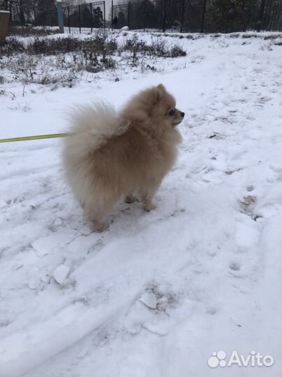 Вязка кобель шпиц