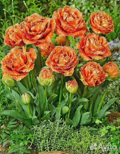 Луковицы тюльпанов