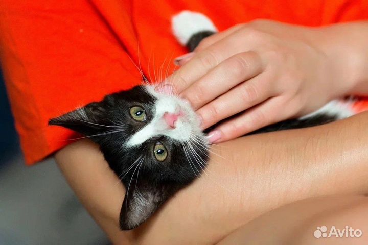 Котенок в добрые руки