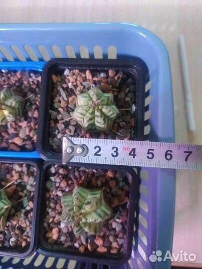 Эуфорбия Мелоформис Вариегатная