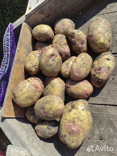 Картофель с доставкой