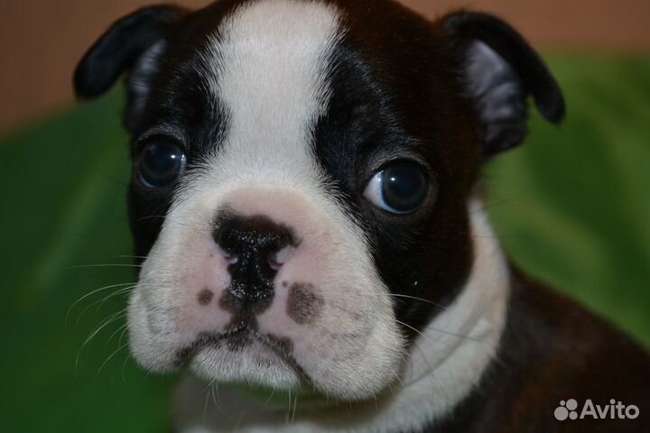 Щенки бостон терьер