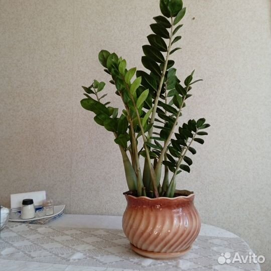 Комнатный цветок