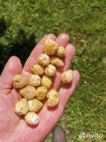 Ремонтантная земляника ананасная