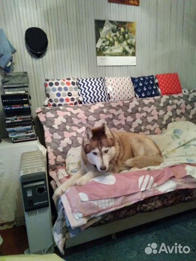 Передержка собак в частном доме