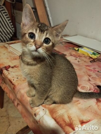 Абиссинские котята