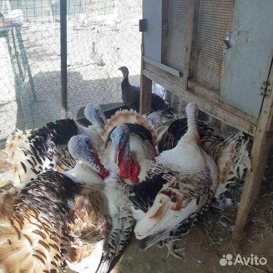 Молодые индюки