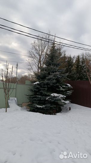 Ель голубая