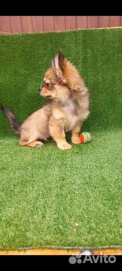 Щенки чихуахуа