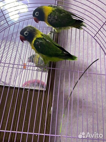 Попугай неразлучники с клеткой