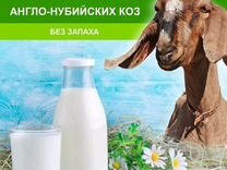Козье молоко и сыр от нубийских коз, без запаха