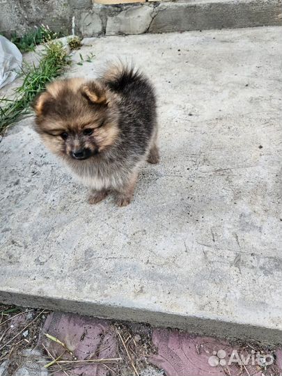 Померанский шпиц