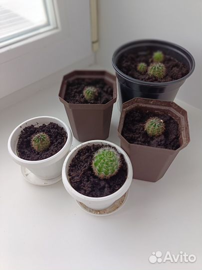 Кактус