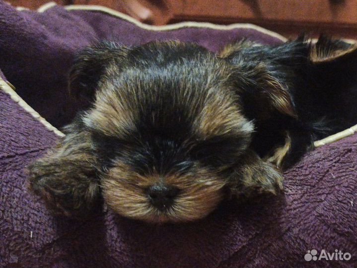 Йоркширский терьер мини беби фейс щенки