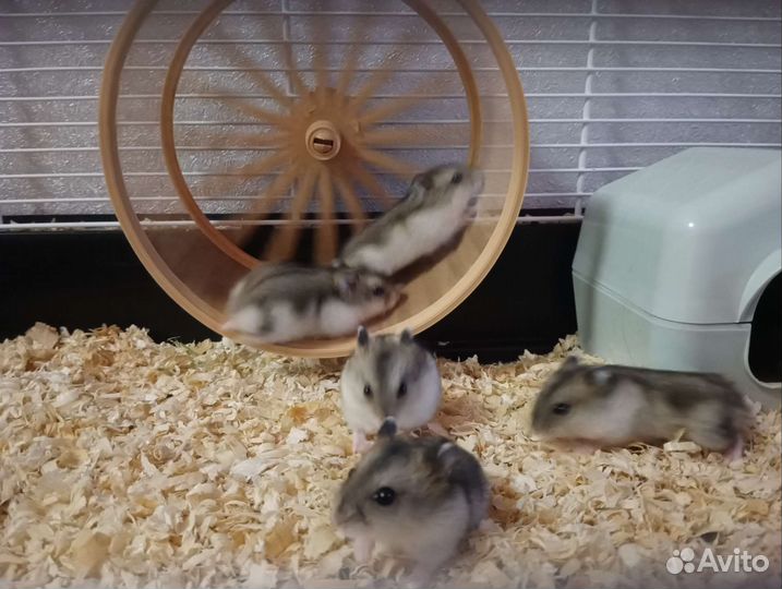 Джунгарский хомяк